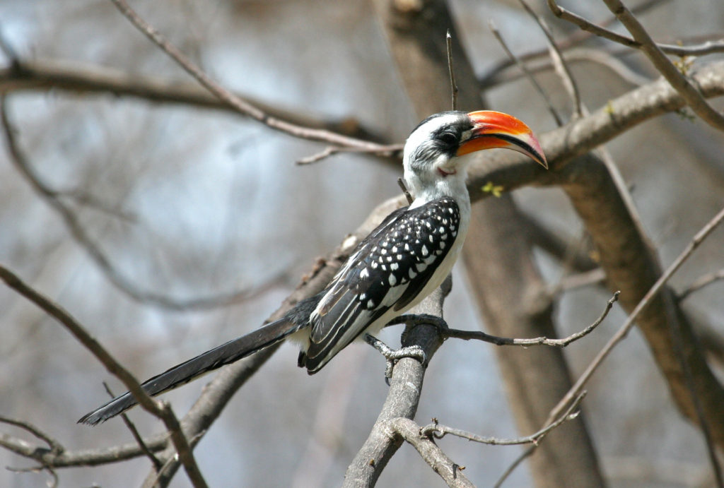 jacksons-hornbill2m