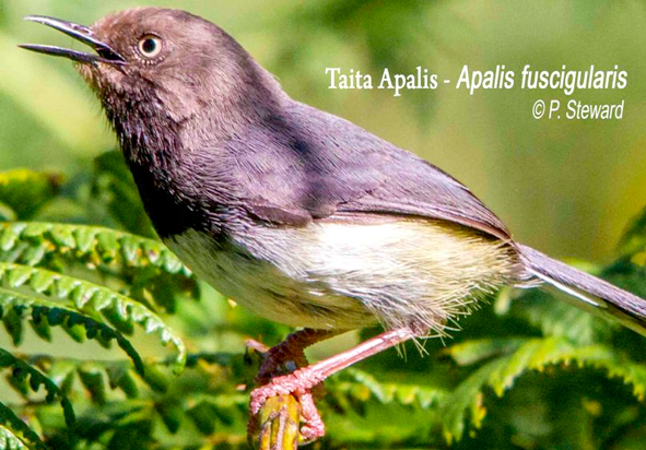 taita-apalis-by-p-steward