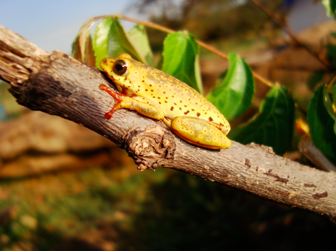 common-reed-frog-by-vistor-wasonga