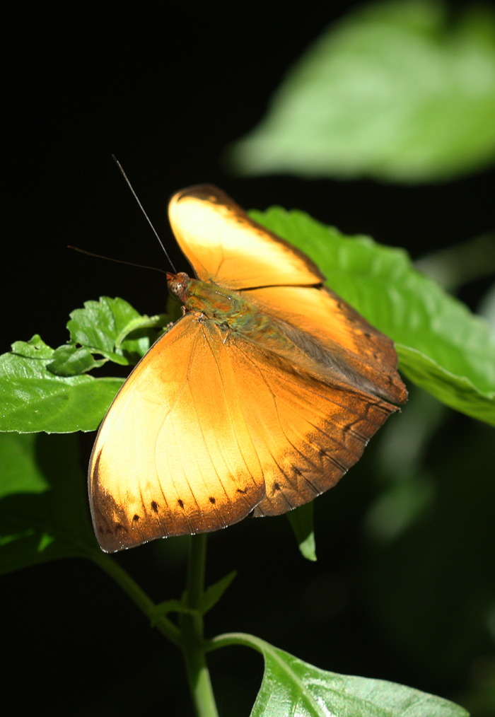 Cymothoe_lurida-Kakamega-July2015-LR1