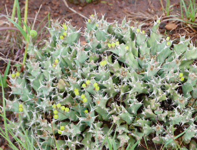 euphorbia-brevitorta-a-rare-succulent-that-grows-in-rocky-dry-bushland-by-john-kimeu