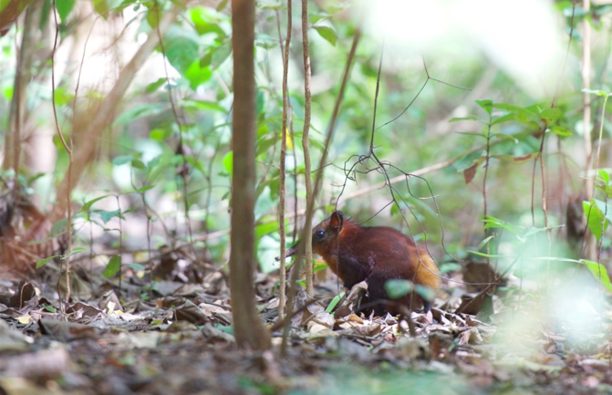 golden-rumped-sengi-by-karin-duthie