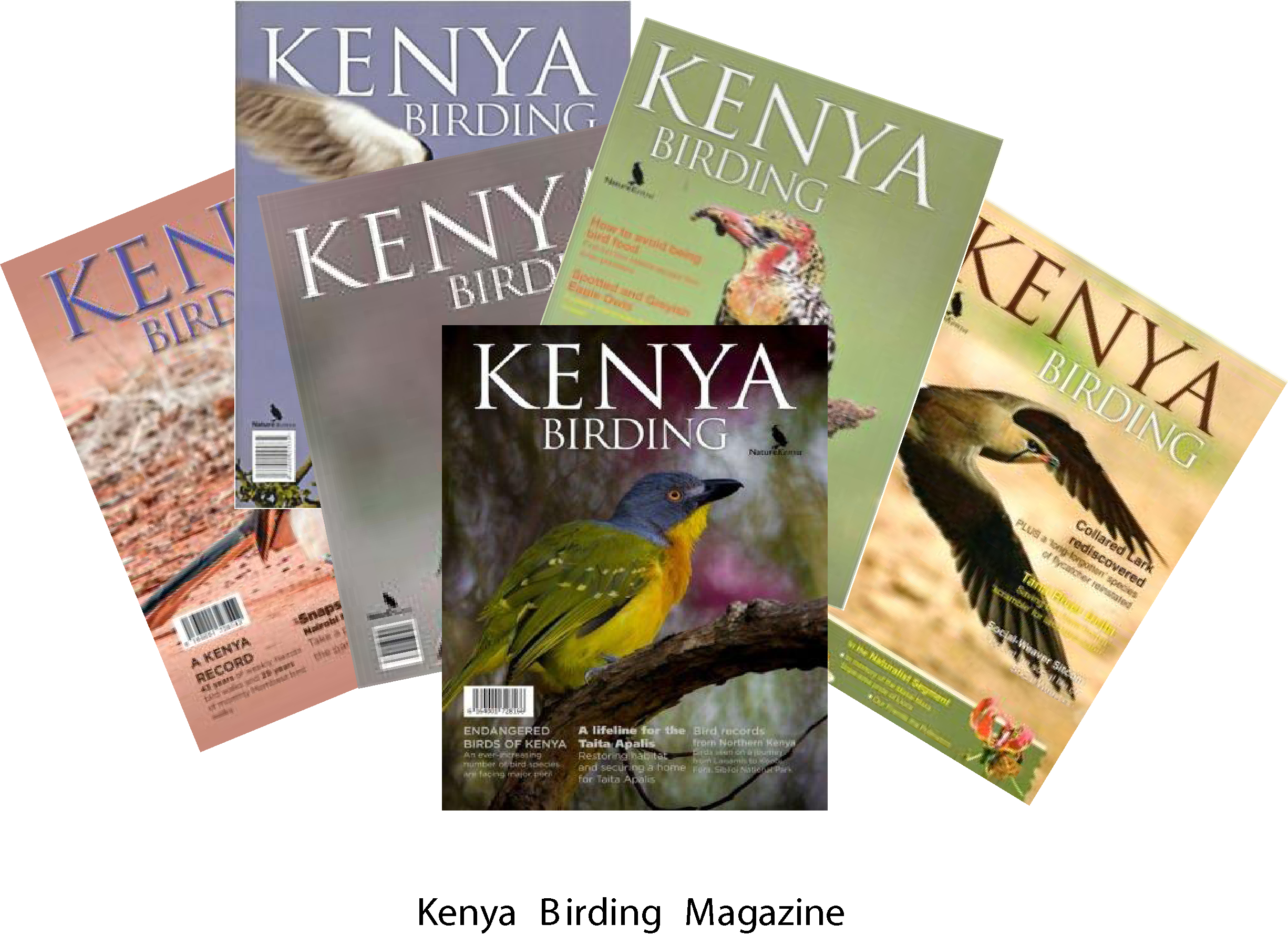 kenya-birding