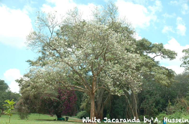 white-jacaranda