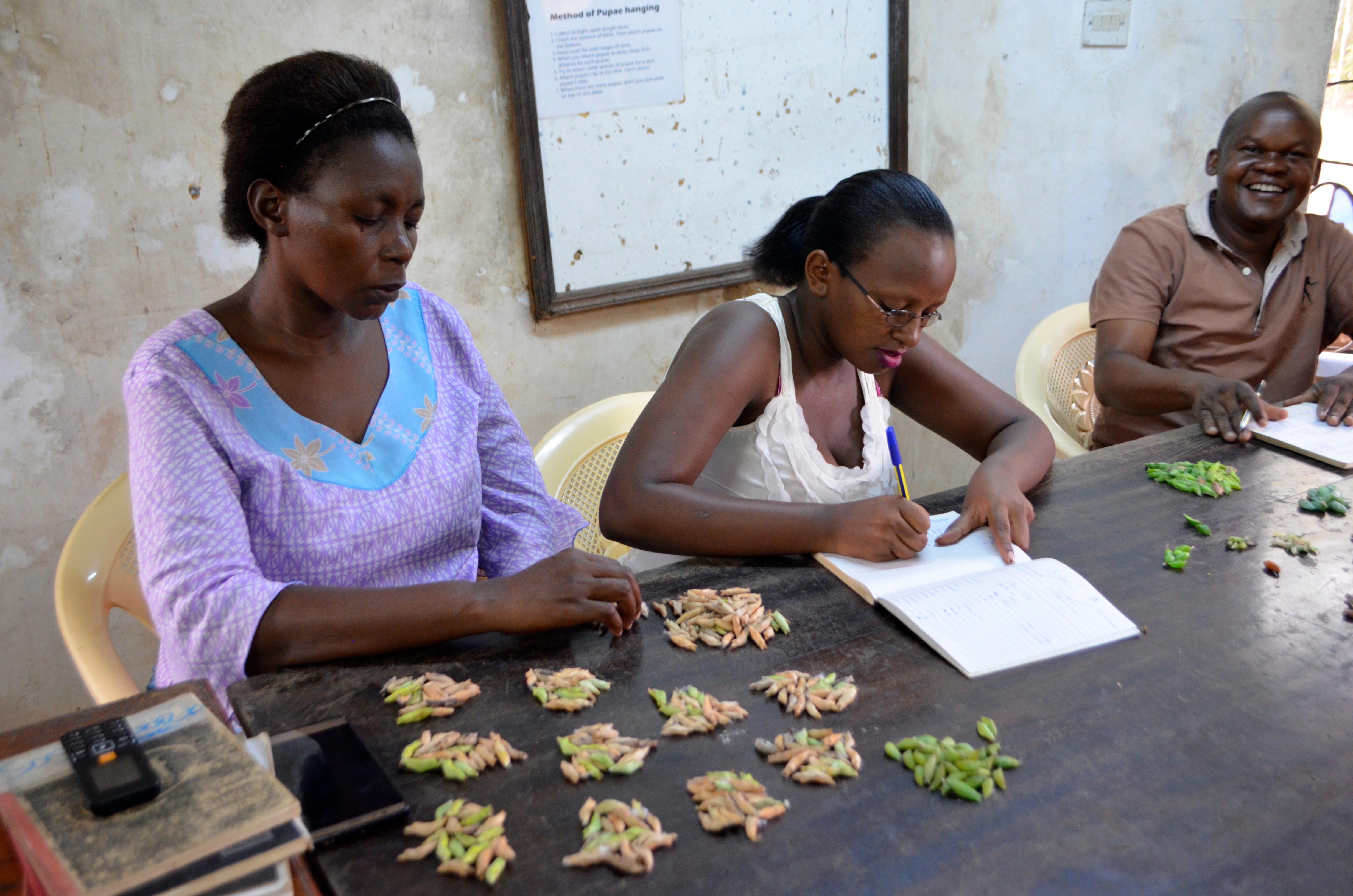 Sorting of butterfly pupae at Kipepeo Centre.