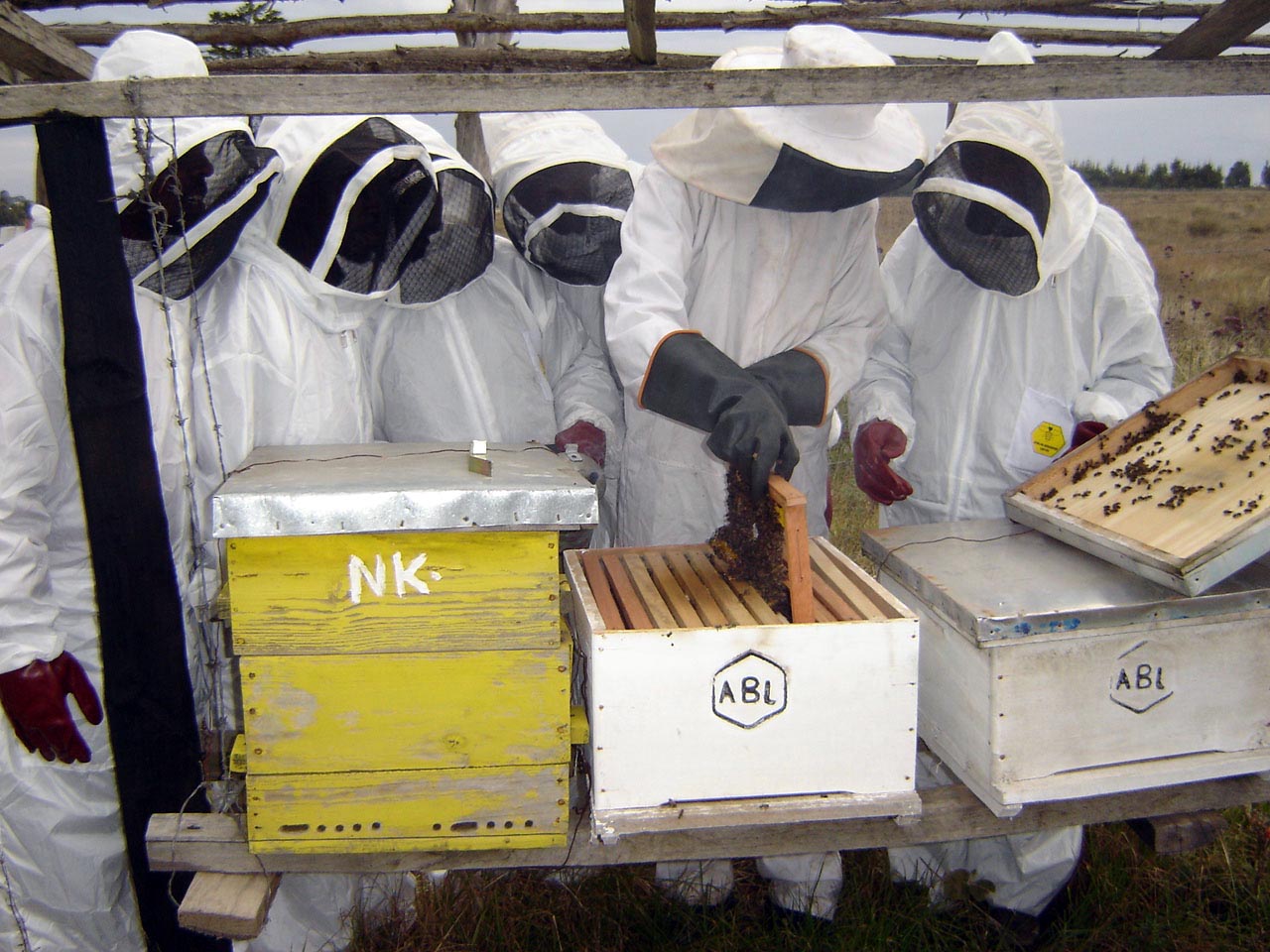 Beehive inspection in Kinangop.