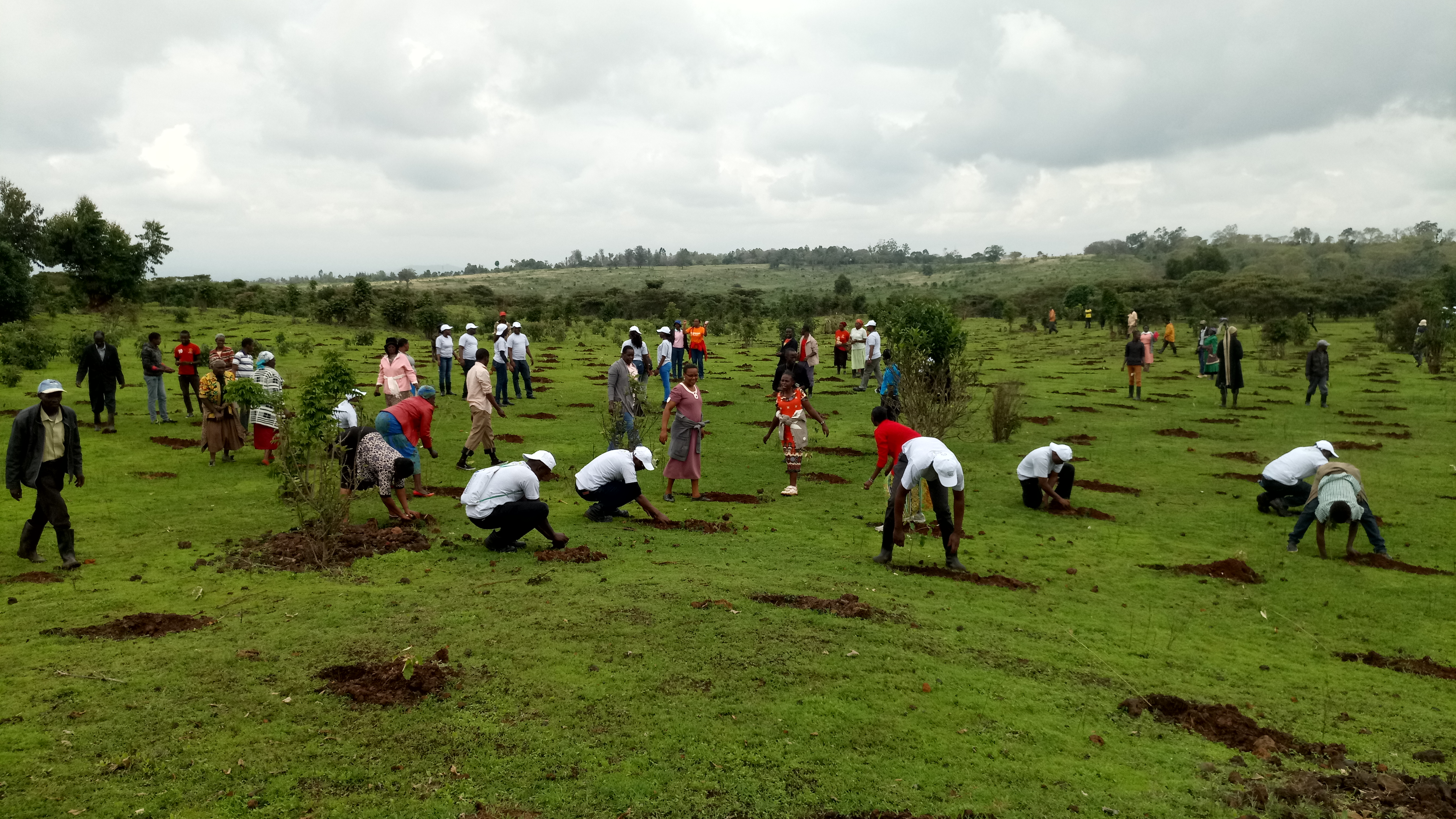 
Members of the KBL “Kijani Team”, & Nature Kenya staff , Hombe and Kabaru Community CFAs  during a tree planting exercise in Mt. Kenya Forest 
