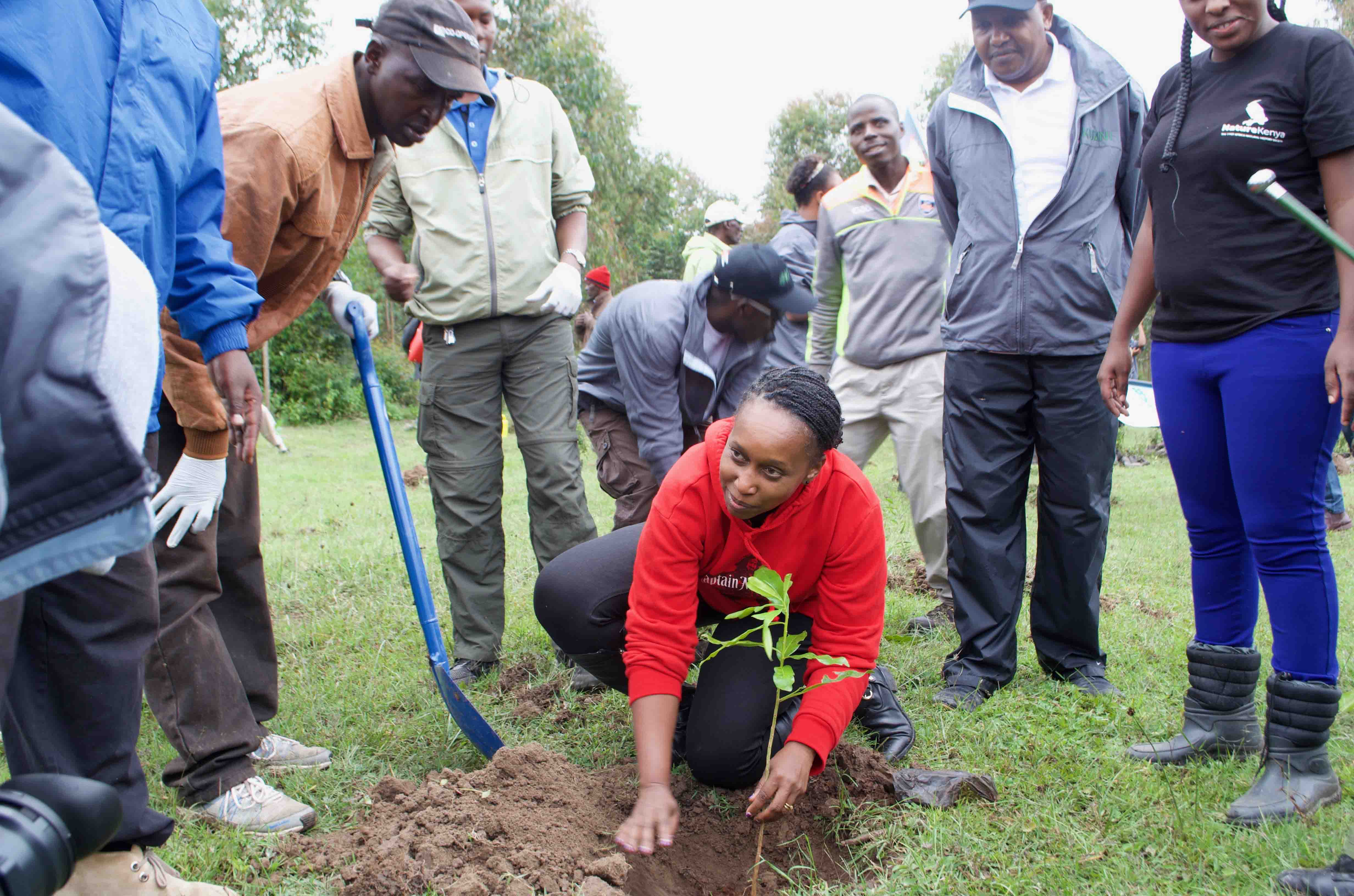 Ms. Kinya Kimotho plants a tree at Naro Moru to launch phase two of the Mt. Kenya Forest restoration initiative 