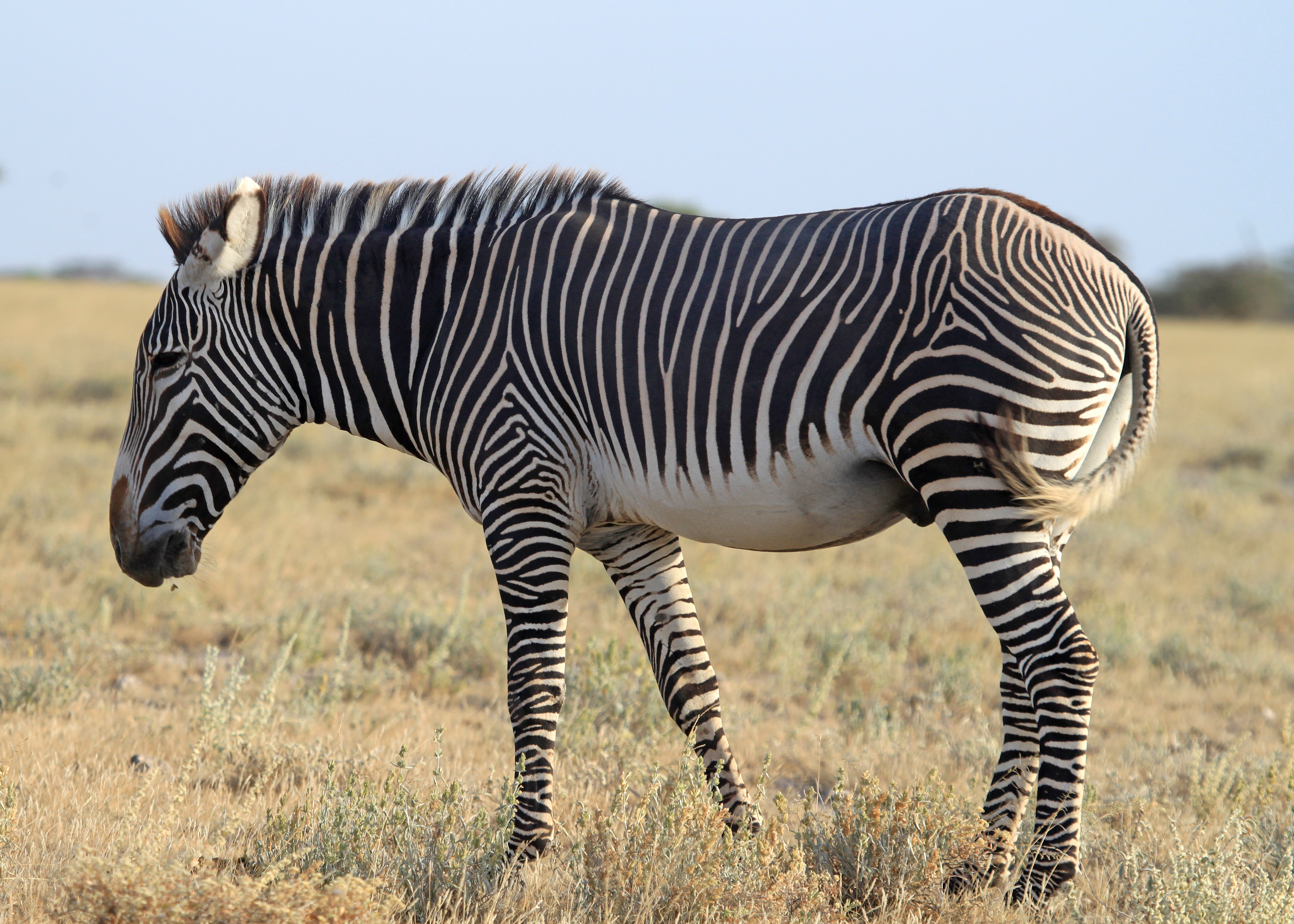 Grevy Zebra