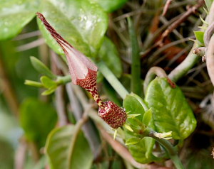 ceropegia-ballyana-by-sue-allan