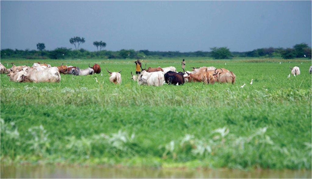 Nature Kenya – Connecting Nature and People