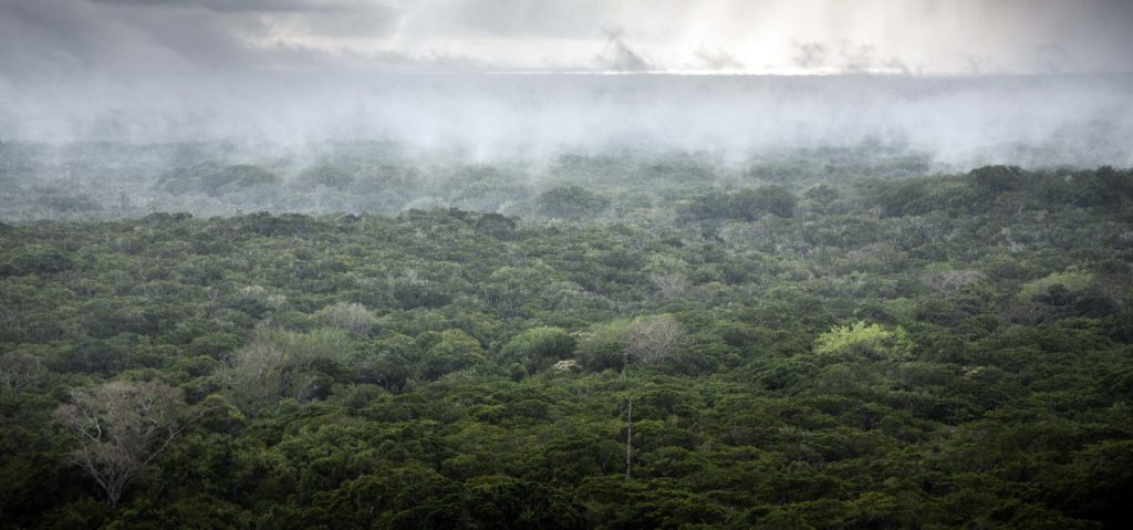 Rain falls and mist rises from Kenya's Arabuko Sokoke Forest as the sun rises over the Indian Ocean, November 14, 2014. Arabuko Sokoke, where US and Chinse companies are due start looking for oil and gas, is the largest coastal forest in East Africa, the second most important forest in Africa in terms of biodiversity after the Congo. It is home to more than 100 forest elephants and a number of endangered mammals and birds, some of which live no where else on earth.
