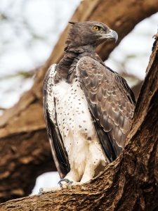 Secretary Bird and Bateleur up-listed to Endangered on IUCN Red List - Hawk  Conservancy Trust - Hawk Conservancy Trust