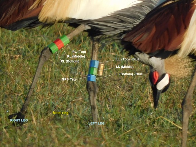 Ringed Crowned Crane with labels