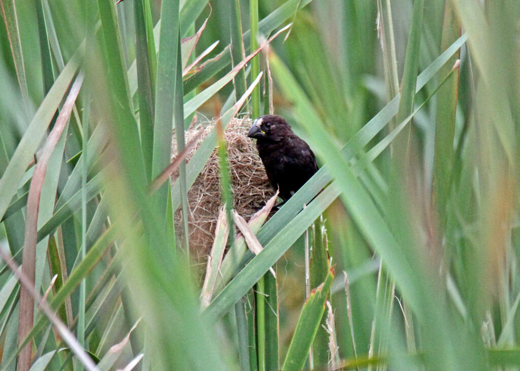 Grosbeak-Weaver-on-nest