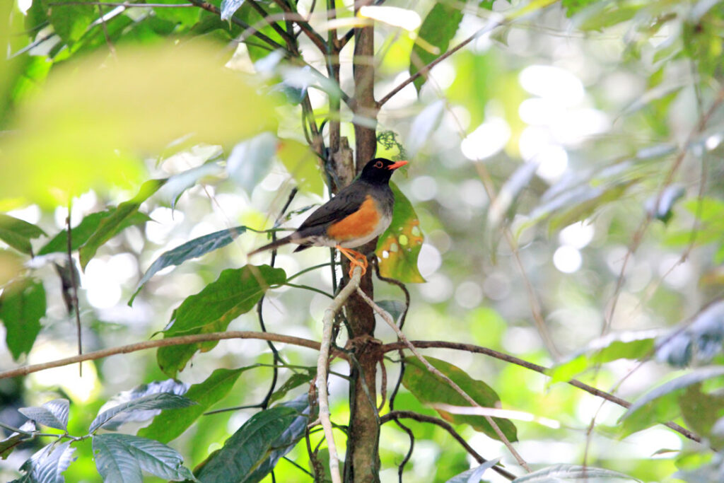 A forest walk in the extraordinary Ngangao Forest – Nature Kenya