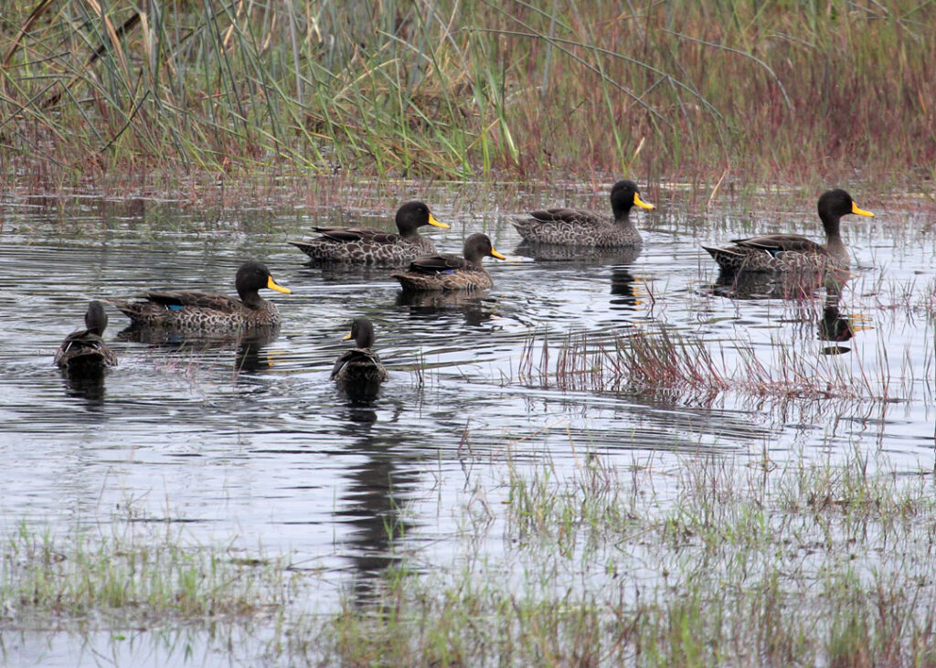 Manguo-Pond---yellow-billed-duck-flock---Peter-Usher