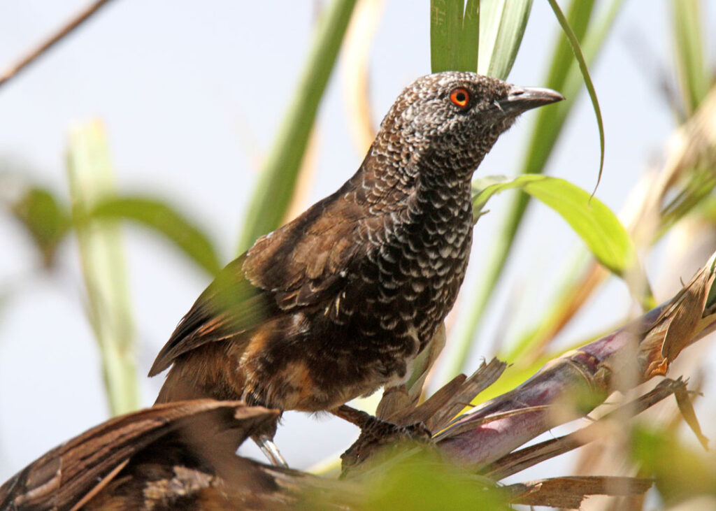 Hinde's-Babbler