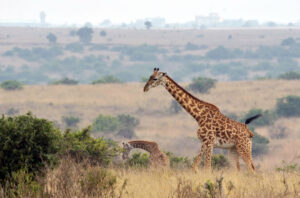 Nature Kenya – Connecting Nature and People