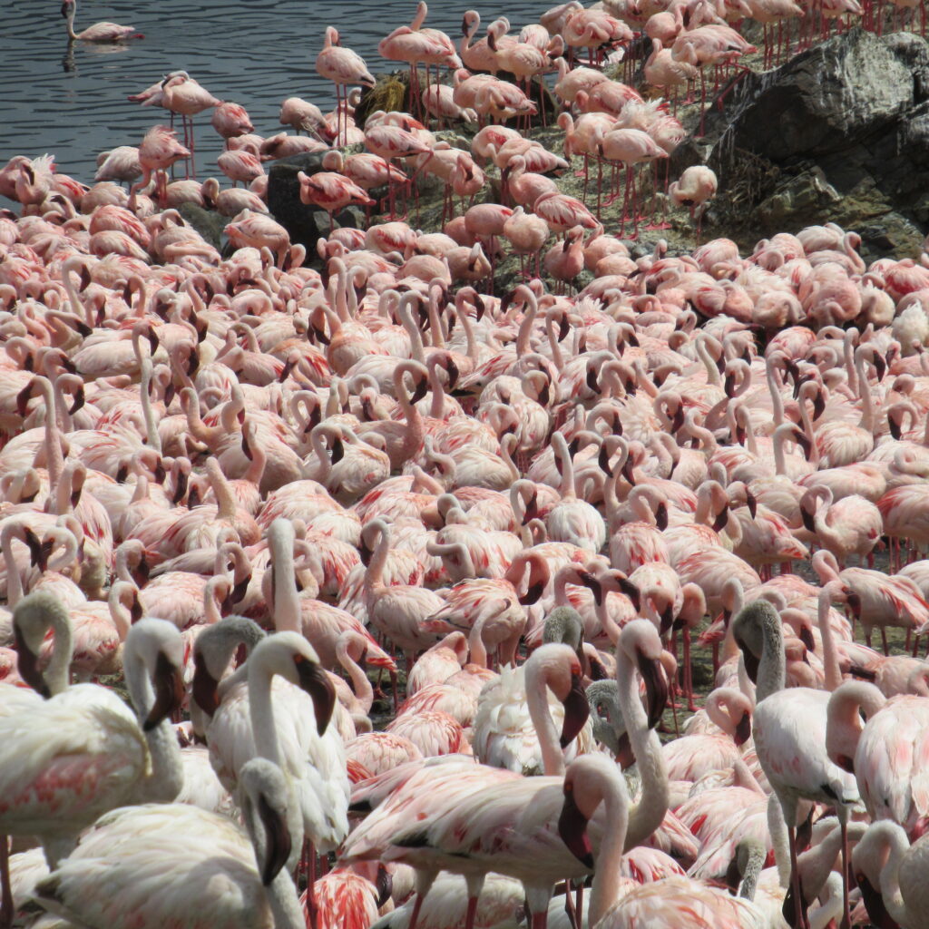 Water bird Counts Jan 2021 Lake Bogoria (24)