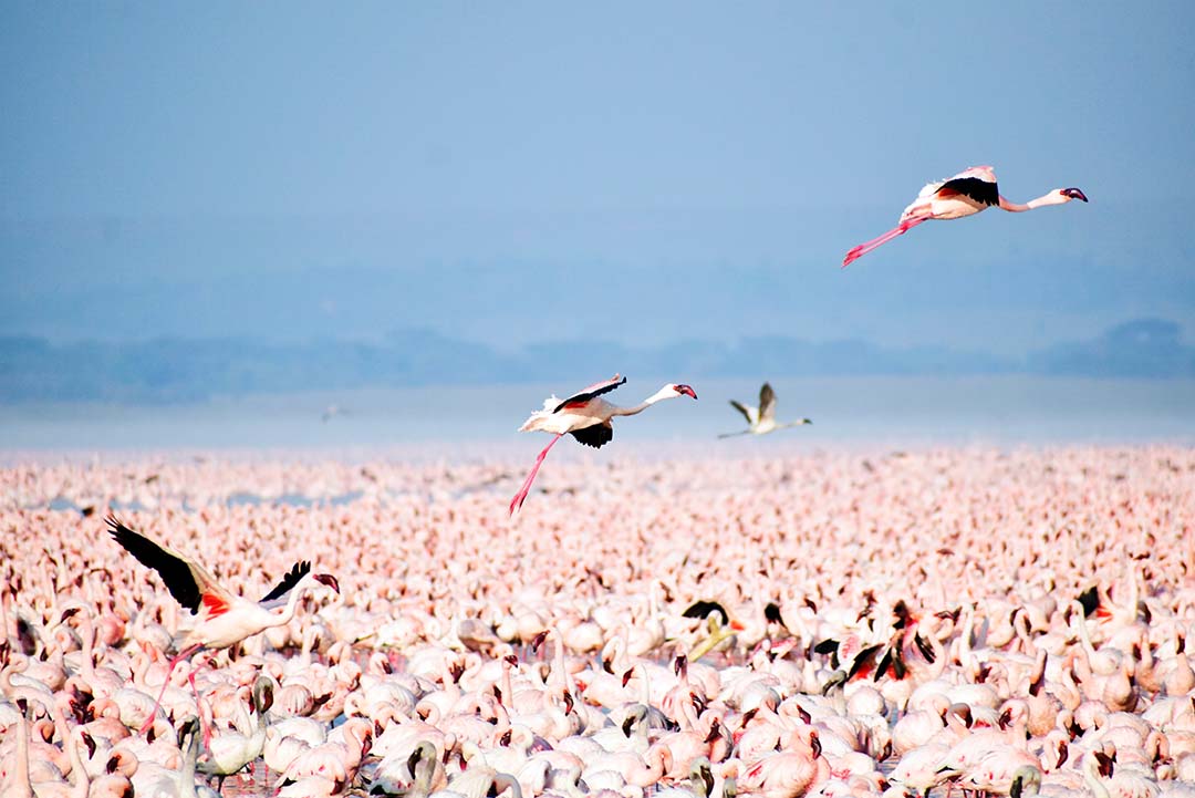 Lake Elmenteita Flamingos