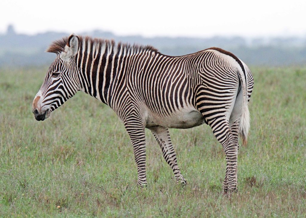 Grevy's Zebra