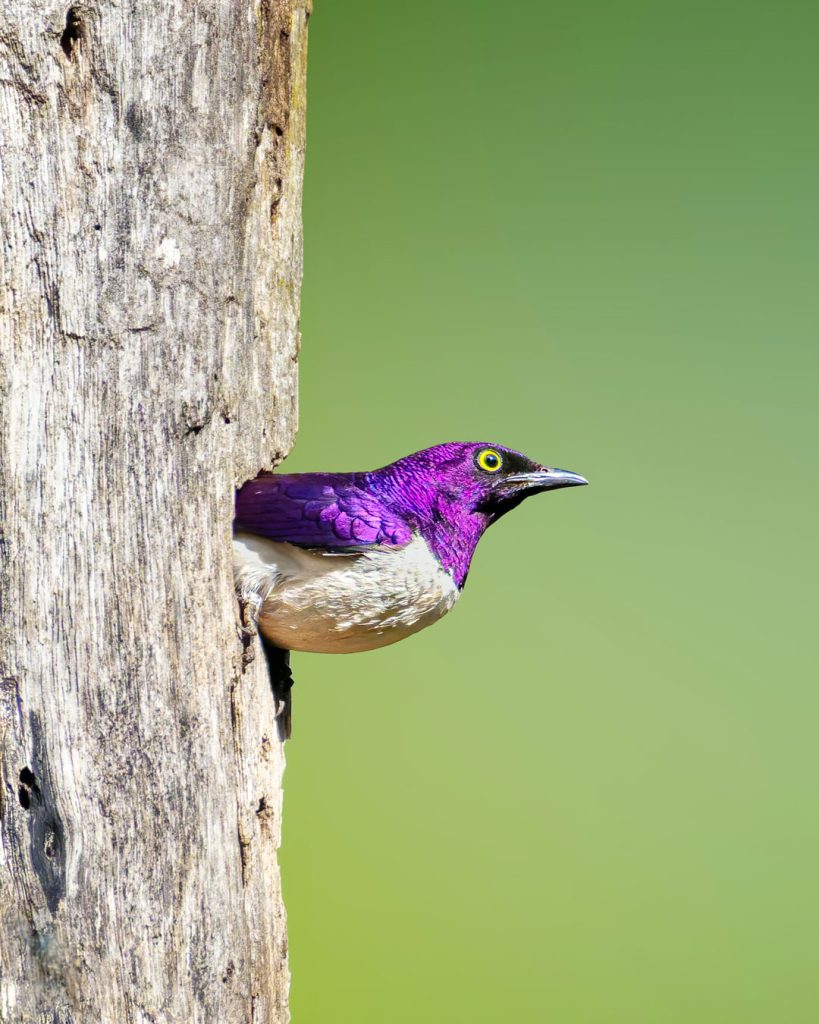 Violet-backed-starling-5