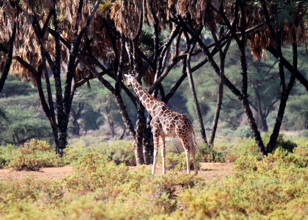 Reticulated-Giraffe-and-Doum-Palms