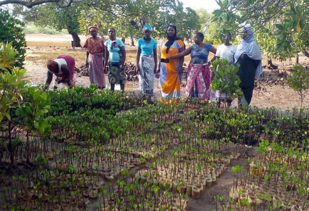 Magarini Mangrove Nursery