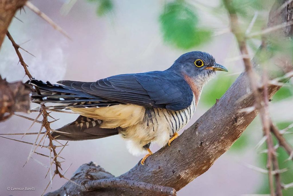 Red-chested Cuckoo L.Barelli 02