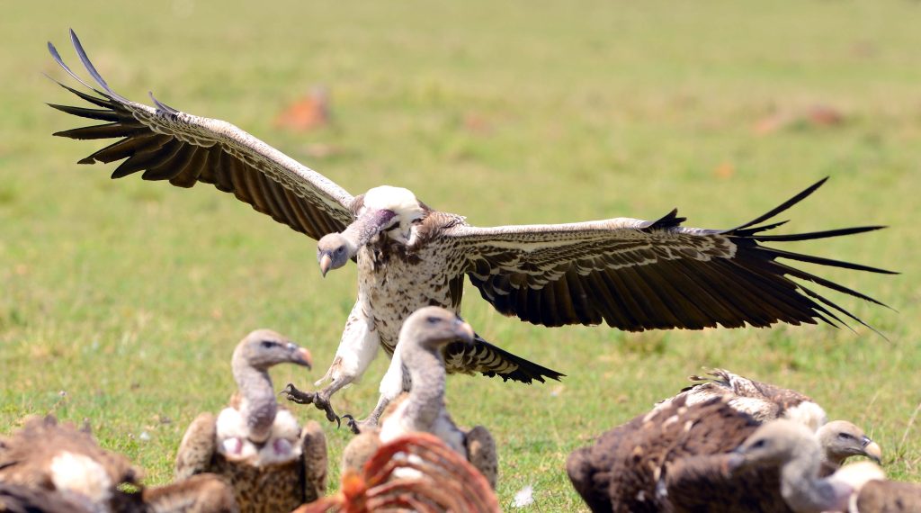 Rüppell's vulture by Munir Virani