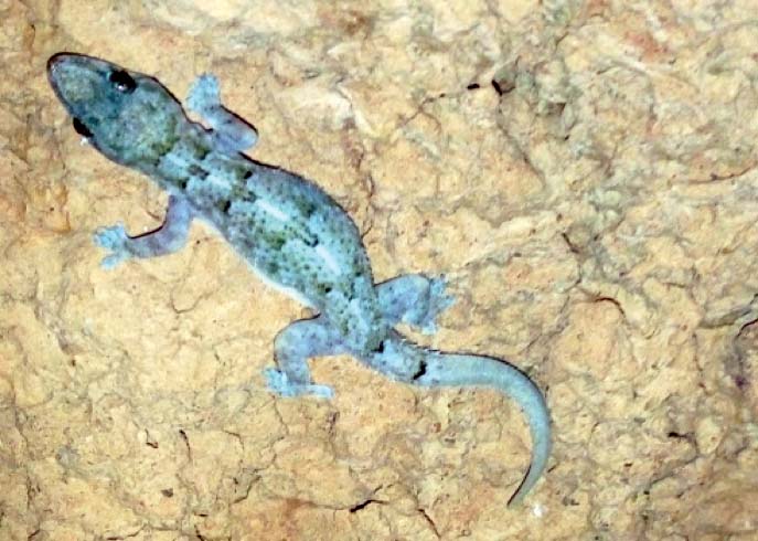 Tropical House Gecko