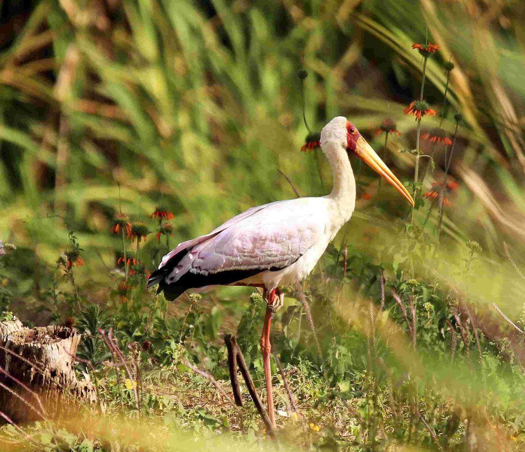 Yellow-billed Stork