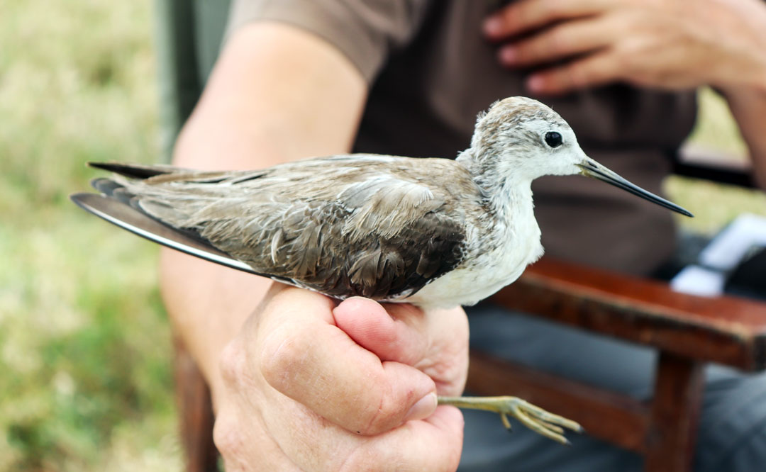 Bird-ringing-Elmenteita