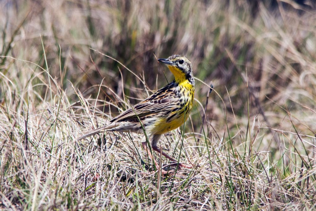 Sharpe's-Longclaw-by-Peter-Steward