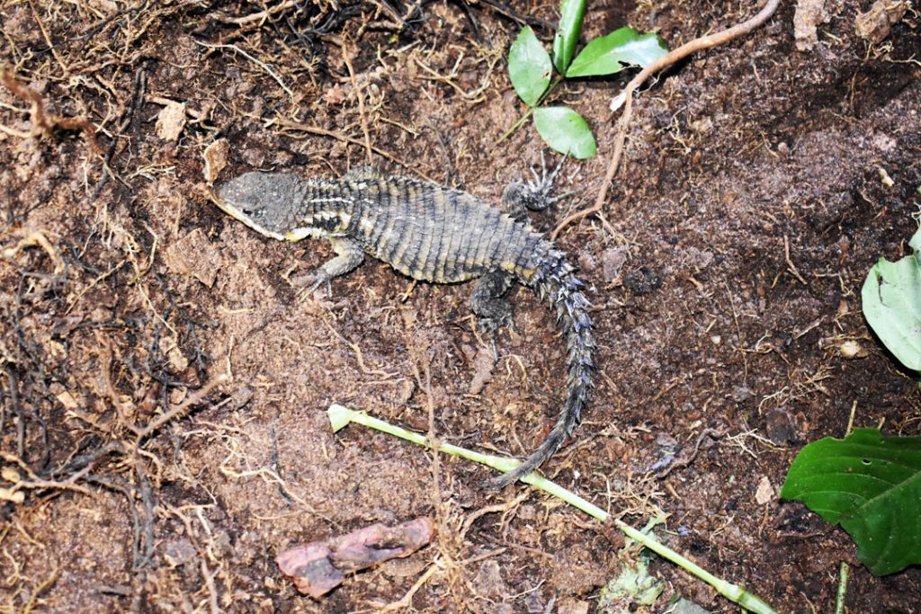 Tropical--Girdled-Lizard-observed-in-Shimba-Hills-@-Tom-Odeyo
