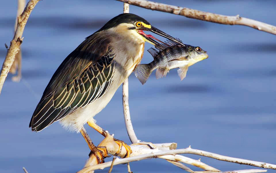 Black-crowned Night Heron Lake Baringo by Wilson Tiren