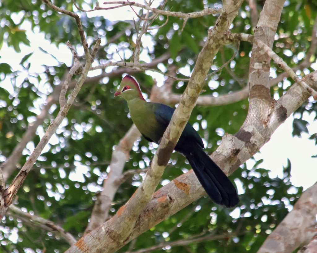 Fischer's Turaco by Mustafa Adamjee