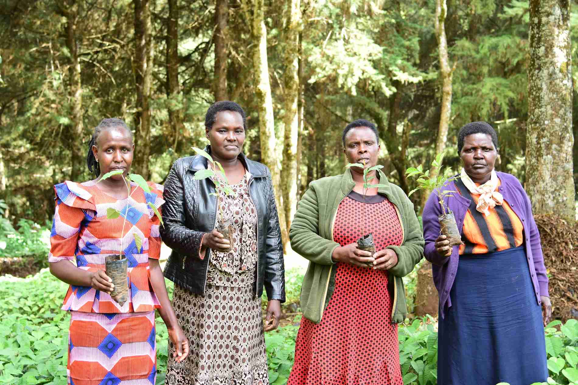 From right Hellen Meli, Salome Jepleting, Lucy Jepkemboi and Elizabeth Cherop at their tree nursery in Merekei, North Nandi. Photo by Haggai Okumu
